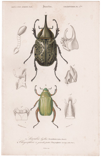 Hercules Beetle, Jewel Scarab